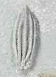 x Decadocrinus Crinoid Association - Crawfordsville #20845-2